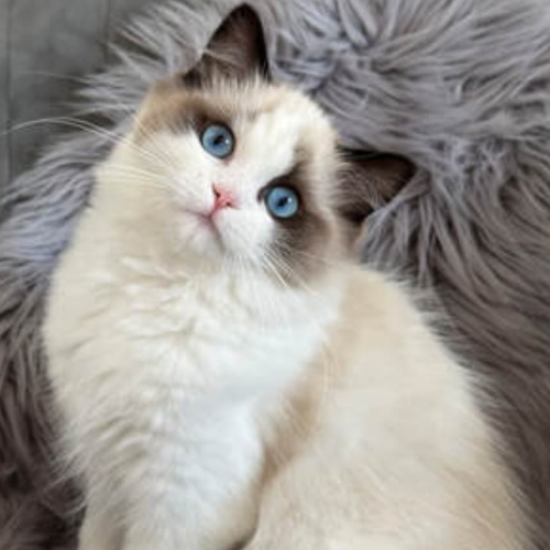 Foto van de poes