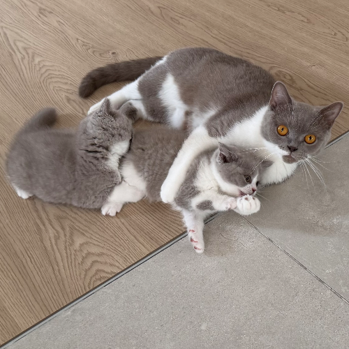 Foto van de poes