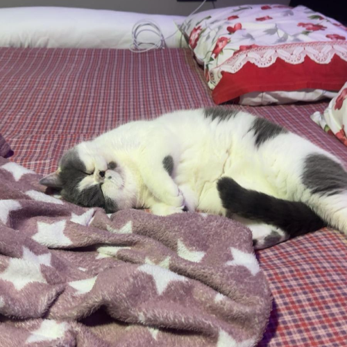 Foto van de poes