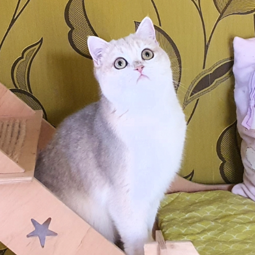 Foto van de poes