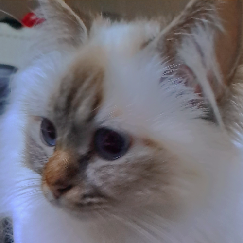 Foto van de poes