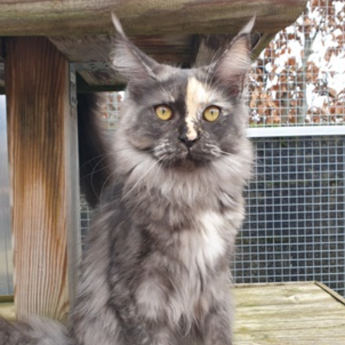 Foto van de poes