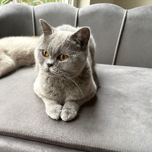 Foto van de poes