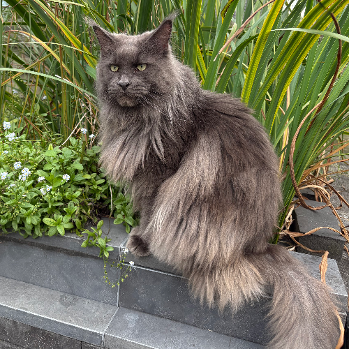 Foto van de poes