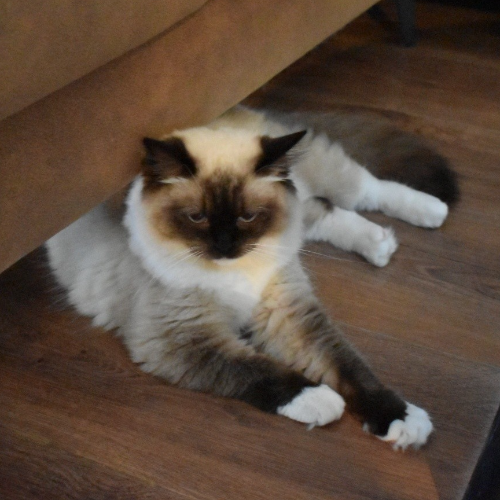 Foto van de poes