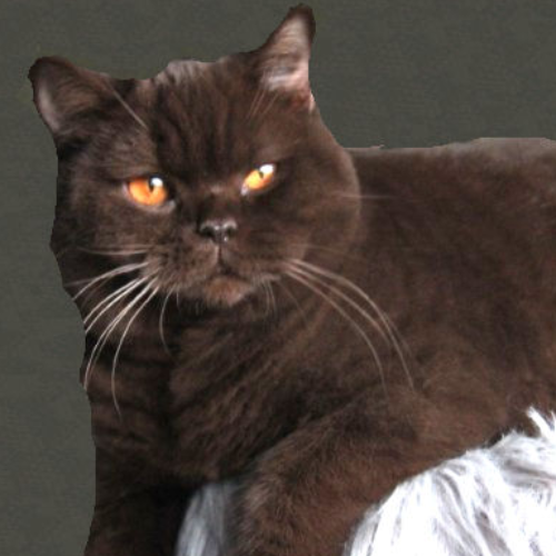 Foto van de poes