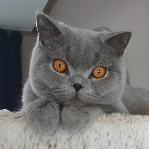Foto van de poes