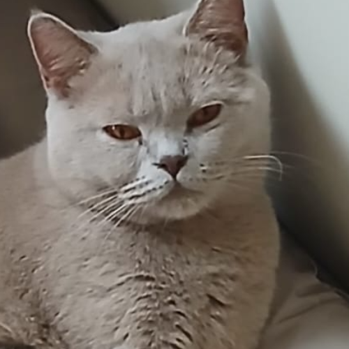 Foto van de poes