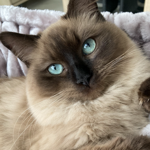 Foto van de poes