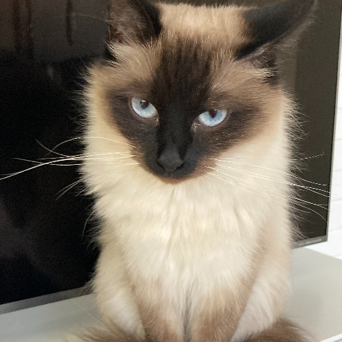 Foto van de poes