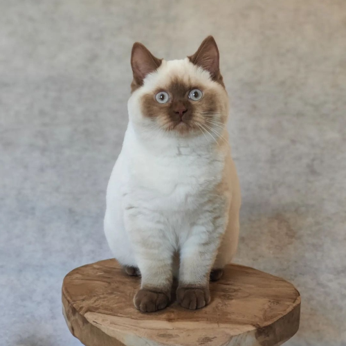 Foto van de poes