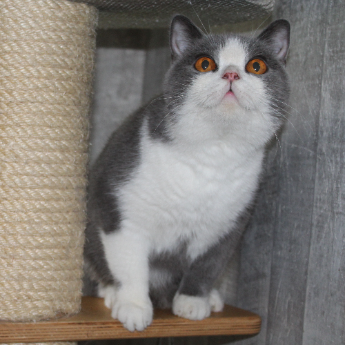 Foto van de poes