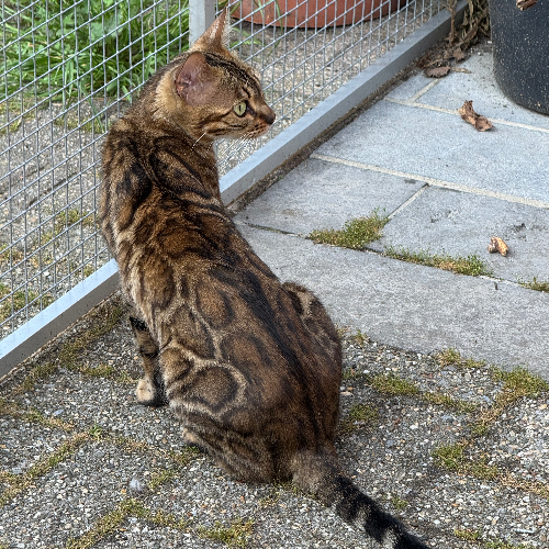 Foto van de poes