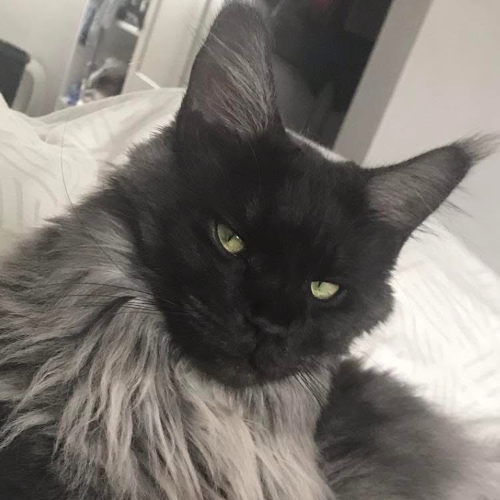 Foto van de poes