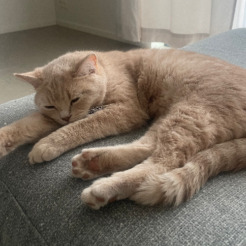 Foto van de poes