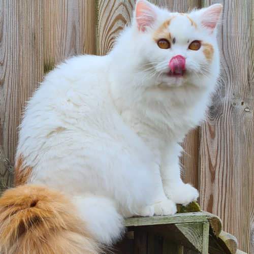 Foto van de poes