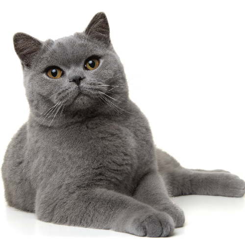 Foto van de poes
