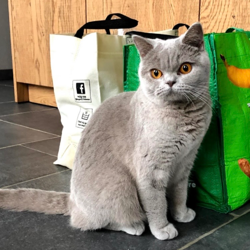 Foto van de poes