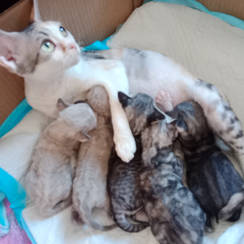 Foto van de poes