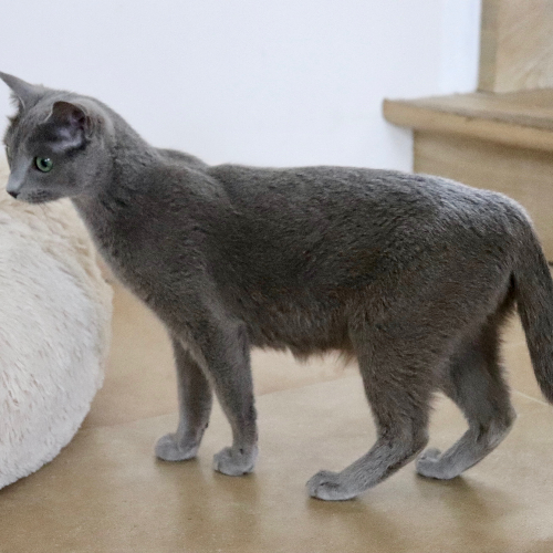 Foto van de poes