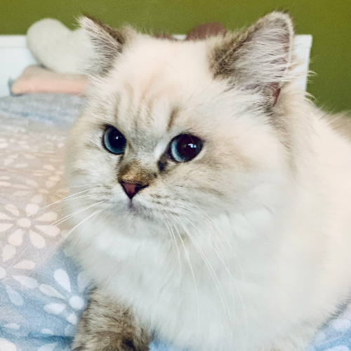 Foto van de poes
