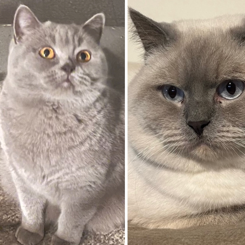 Foto van de poes