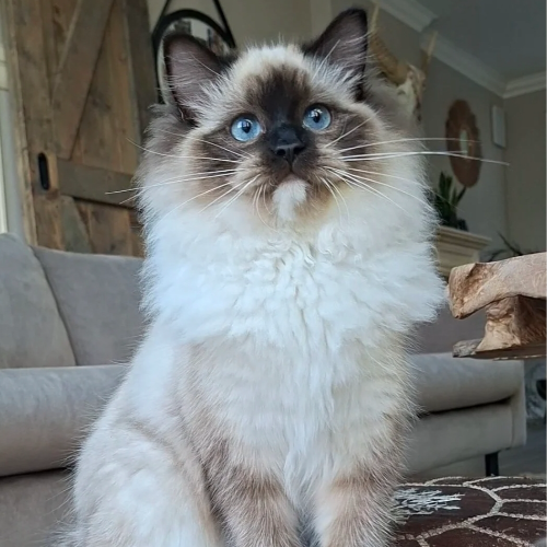 Foto van de poes