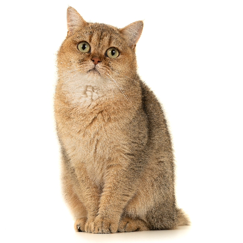 Foto van de poes