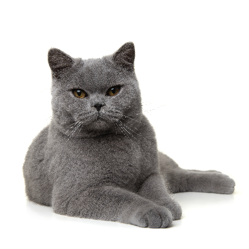 Foto van de poes
