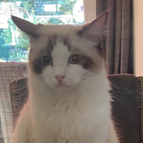 Foto van de poes