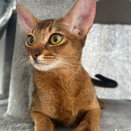 Foto van de poes