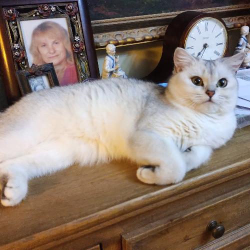 Foto van de poes