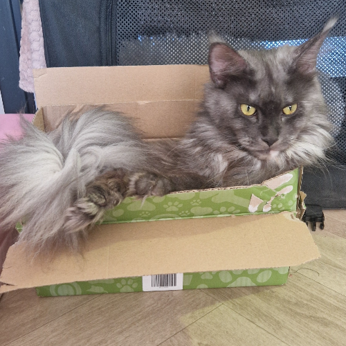 Foto van de poes