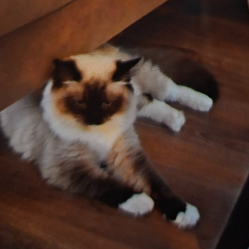 Foto van de poes