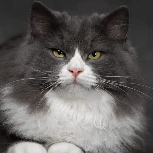 Foto van de poes