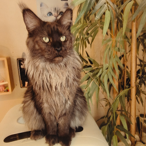 Foto van de poes