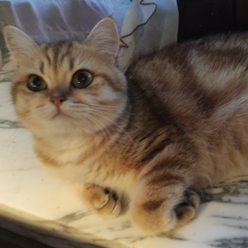 Foto van de poes
