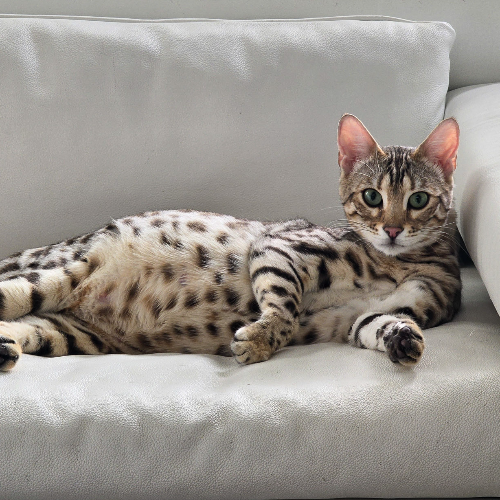 Foto van de poes