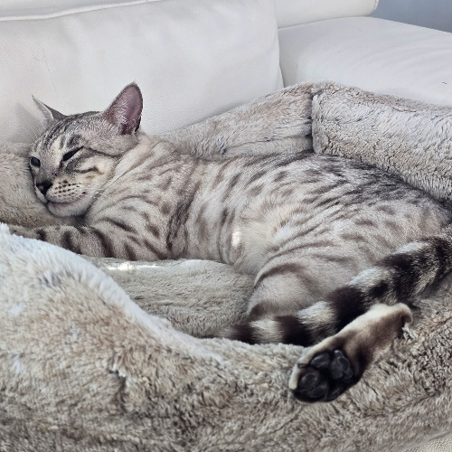 Foto van de poes