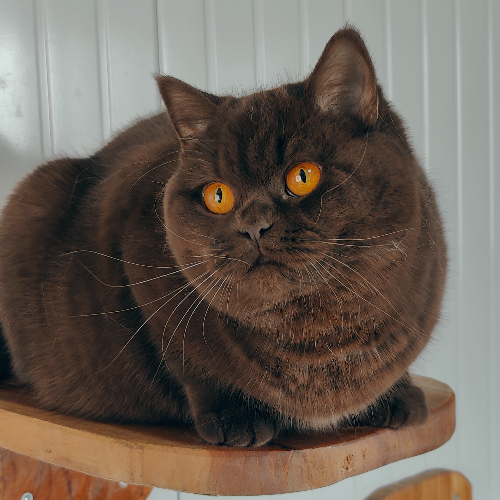 Foto van de poes