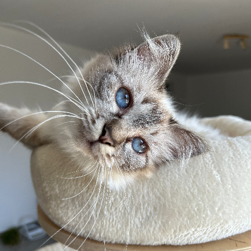 Foto van de poes