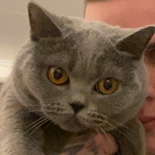 Foto van de poes