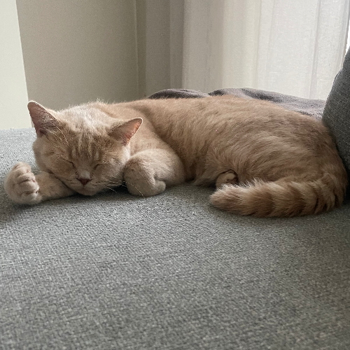 Foto van de poes