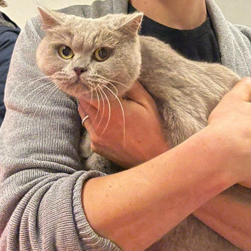 Foto van de poes