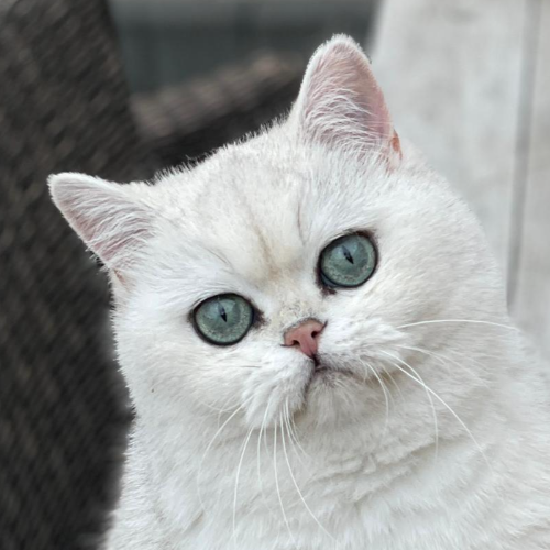 Foto van de poes