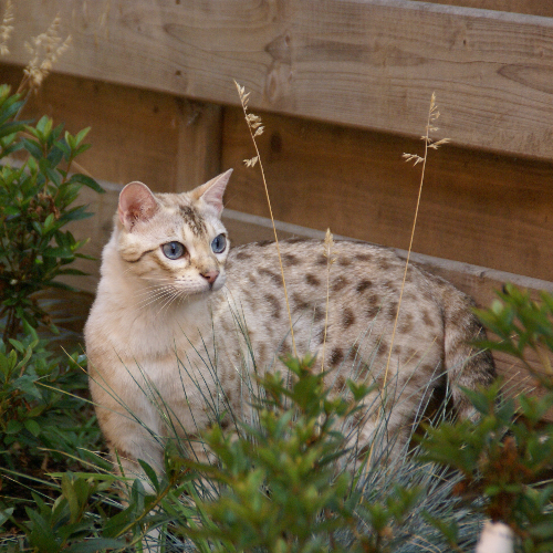 Foto van de poes