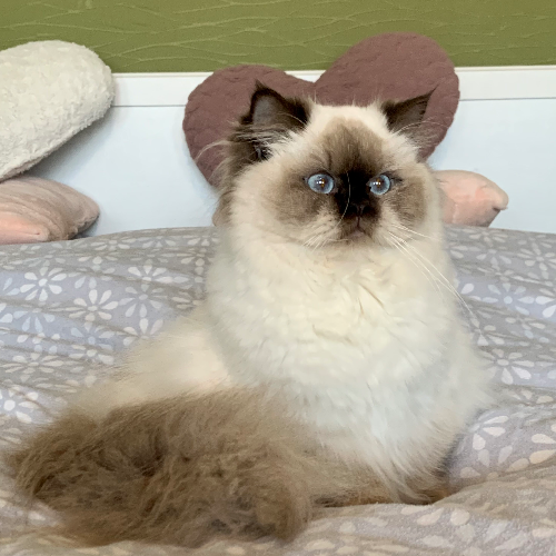 Foto van de poes