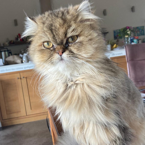 Foto van de poes
