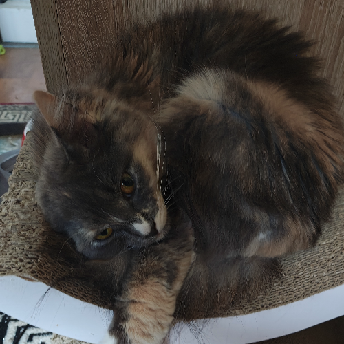 Foto van de poes