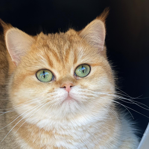Foto van de poes